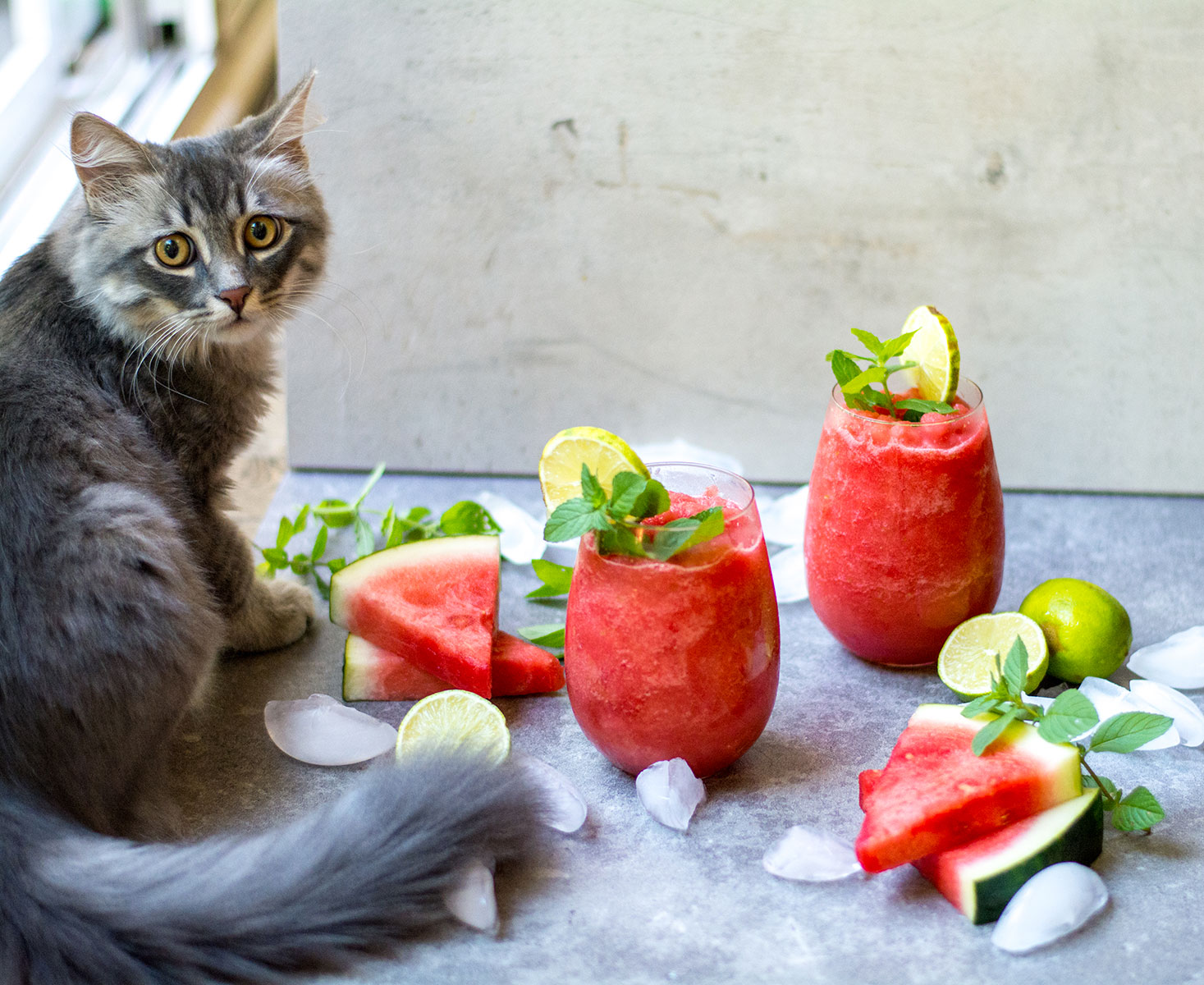 watermelon slushie on background with cat 